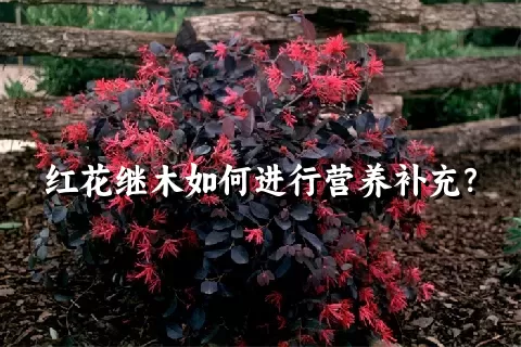 红花继木如何进行营养补充？