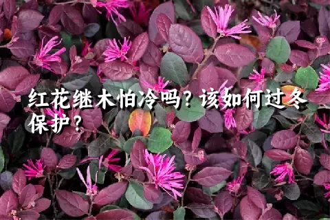 红花继木怕冷吗？该如何过冬保护？