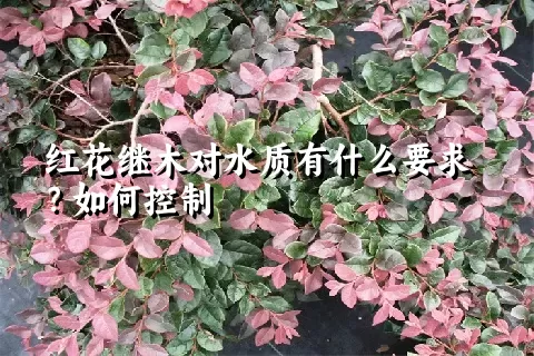 红花继木对水质有什么要求？如何控制