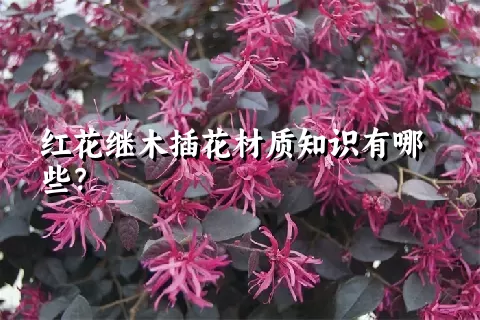 红花继木插花材质知识有哪些？