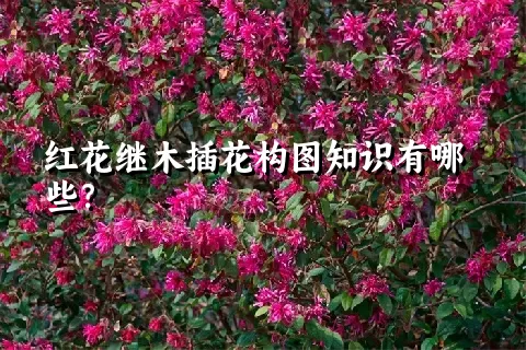 红花继木插花构图知识有哪些？