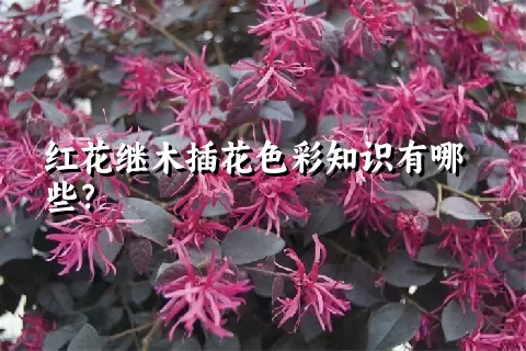 红花继木插花色彩知识有哪些？