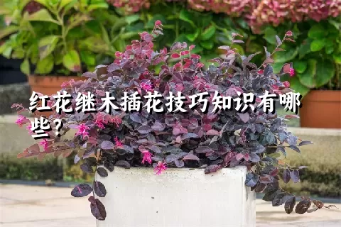 红花继木插花技巧知识有哪些？