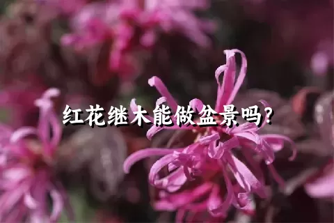 红花继木能做盆景吗？