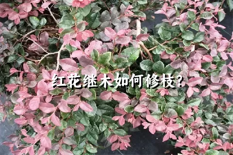 红花继木如何修枝？