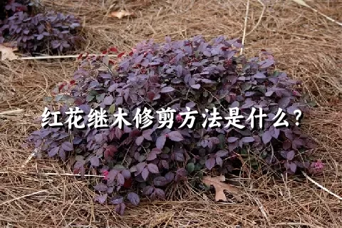 红花继木修剪方法是什么？