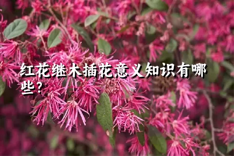 红花继木插花意义知识有哪些？