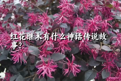 红花继木有什么神话传说故事？