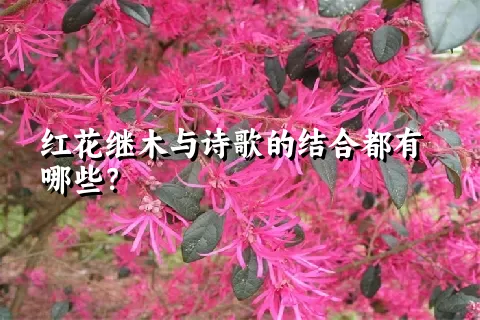 红花继木与诗歌的结合都有哪些？