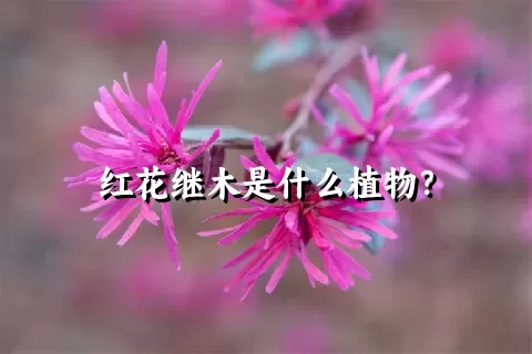 红花继木是什么植物？