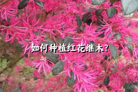 如何种植红花继木？