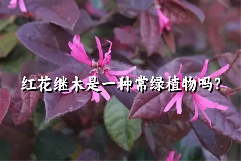 红花继木是一种常绿植物吗？