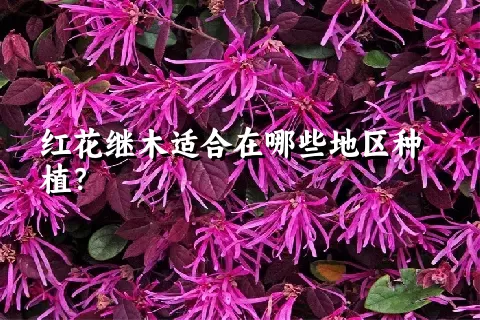 红花继木适合在哪些地区种植？