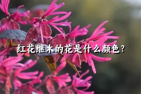 红花继木的花是什么颜色？