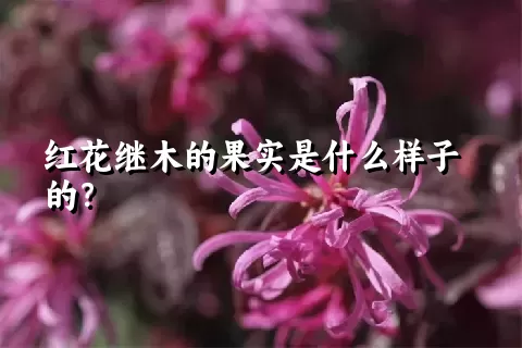 红花继木的果实是什么样子的？