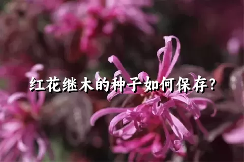 红花继木的种子如何保存？