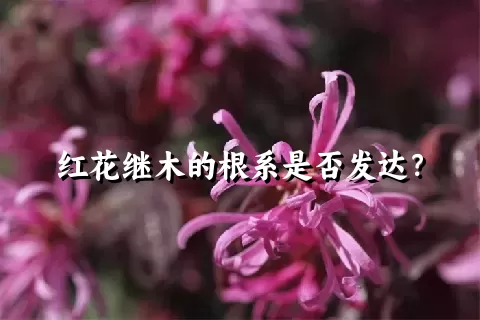 红花继木的根系是否发达？