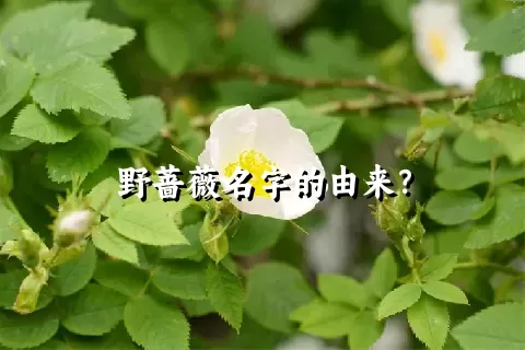 野蔷薇名字的由来？