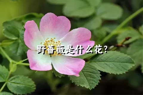 野蔷薇是什么花？