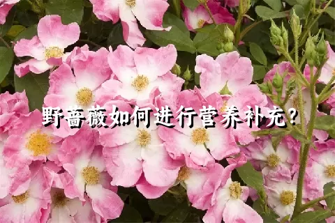 野蔷薇如何进行营养补充？