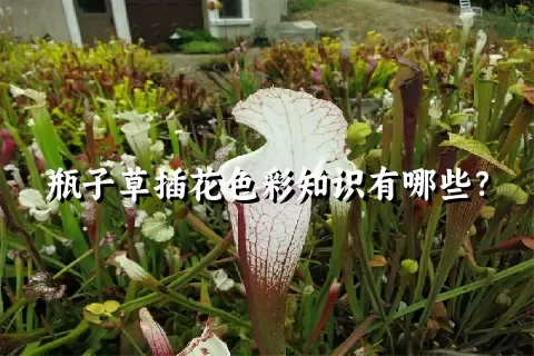 瓶子草插花色彩知识有哪些？
