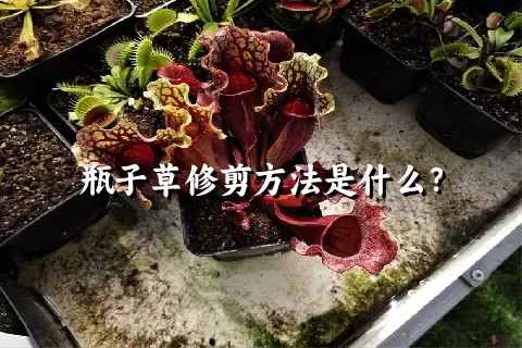 瓶子草修剪方法是什么？
