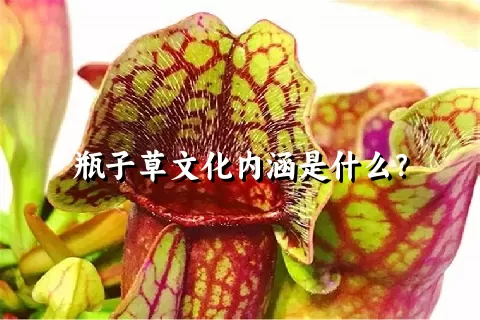 瓶子草文化内涵是什么？
