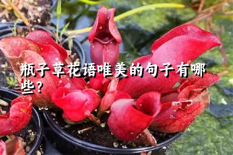 瓶子草花语唯美的句子有哪些？