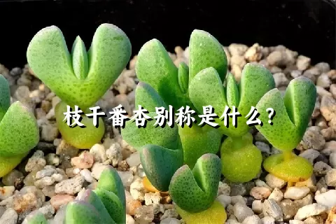 枝干番杏别称是什么？