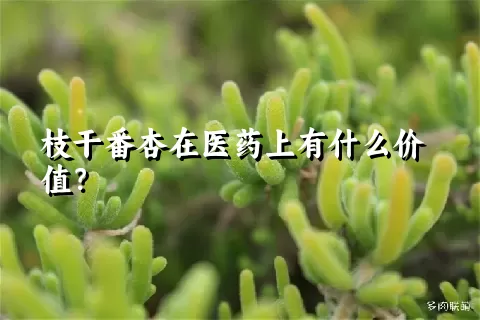 枝干番杏在医药上有什么价值？