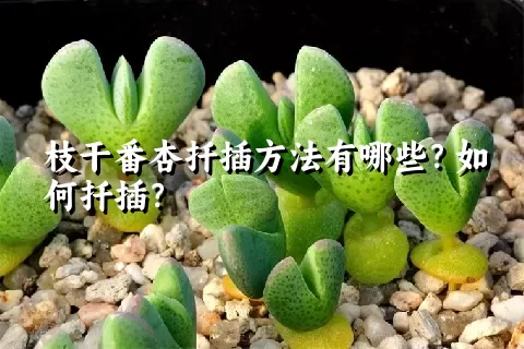 枝干番杏扦插方法有哪些？如何扦插？