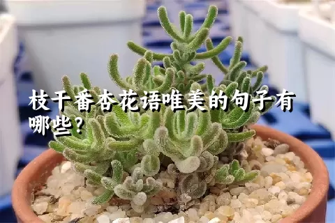 枝干番杏花语唯美的句子有哪些？
