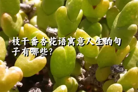 枝干番杏花语寓意人生的句子有哪些？