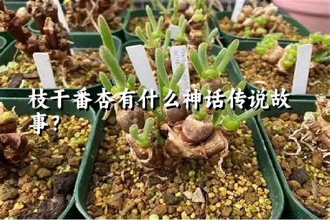 枝干番杏有什么神话传说故事？