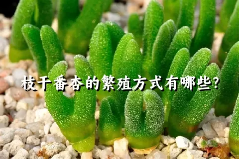 枝干番杏的繁殖方式有哪些？