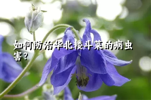 如何防治华北耧斗菜的病虫害？