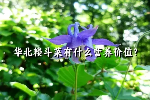 华北耧斗菜有什么营养价值？