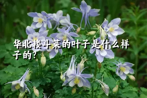 华北耧斗菜的叶子是什么样子的？