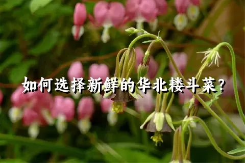 如何选择新鲜的华北耧斗菜？