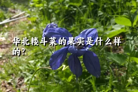 华北耧斗菜的果实是什么样的？