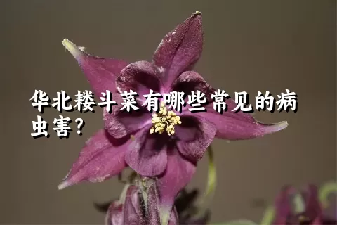 华北耧斗菜有哪些常见的病虫害？