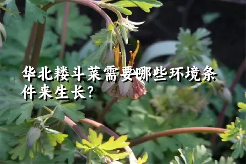 华北耧斗菜需要哪些环境条件来生长？