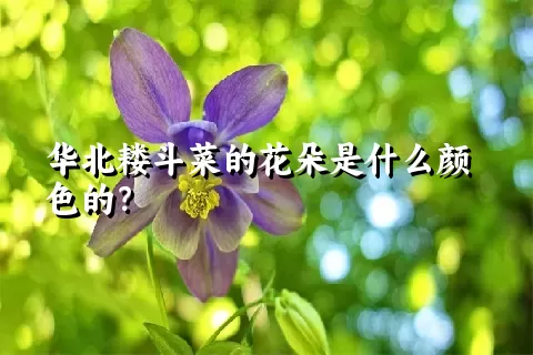 华北耧斗菜的花朵是什么颜色的？