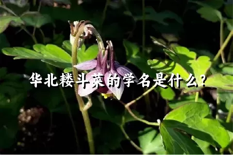 华北耧斗菜的学名是什么？