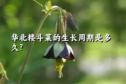华北耧斗菜的生长周期是多久？