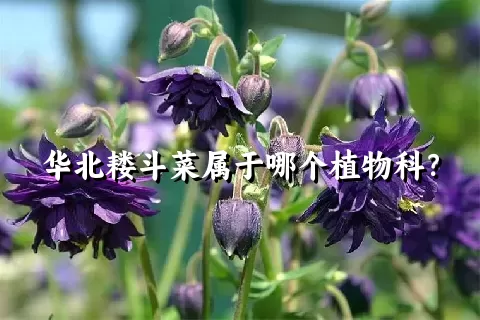 华北耧斗菜属于哪个植物科？