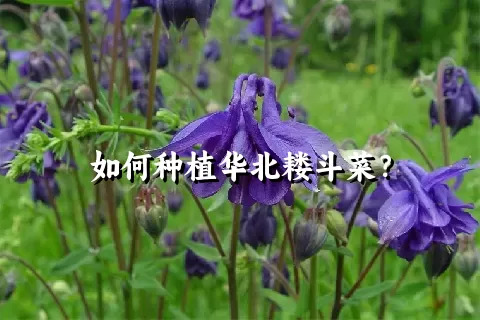 如何种植华北耧斗菜？