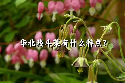 华北耧斗菜有什么特点？
