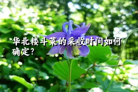 华北耧斗菜的采收时间如何确定？