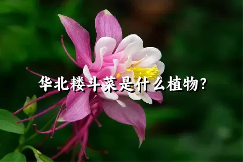 华北耧斗菜是什么植物？